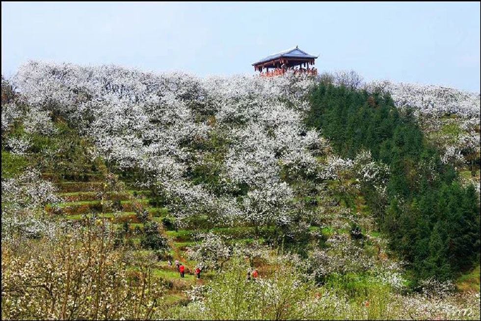 【春天，广西桂林灌阳县向您发出邀请！】我们在灌阳看梨花 - 游山玩水 - 宿迁生活社区 - 宿迁28生活网 suqian.28life.com