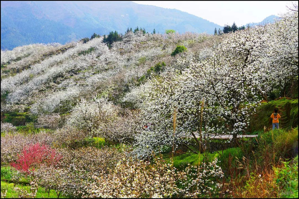 【春天，广西桂林灌阳县向您发出邀请！】我们在灌阳看梨花 - 游山玩水 - 宿迁生活社区 - 宿迁28生活网 suqian.28life.com