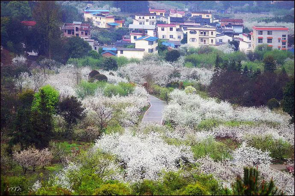 【春天，广西桂林灌阳县向您发出邀请！】我们在灌阳看梨花 - 游山玩水 - 宿迁生活社区 - 宿迁28生活网 suqian.28life.com