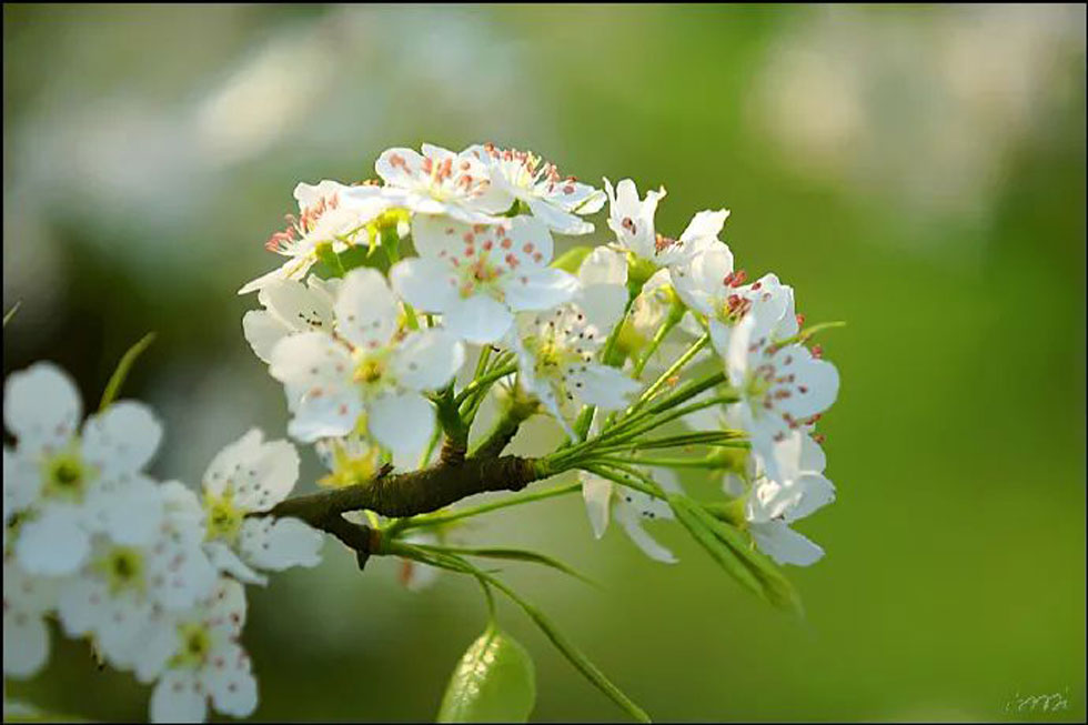 【春天，广西桂林灌阳县向您发出邀请！】我们在灌阳看梨花 - 游山玩水 - 宿迁生活社区 - 宿迁28生活网 suqian.28life.com