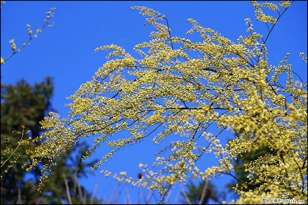 【春天,广西桂林灌阳县向您发出邀请!】米珠山前有片山苍子花在飘香 - 游山玩水 - 宿迁生活社区 - 宿迁28生活网 suqian.28life.com