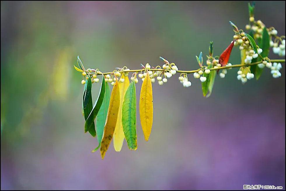 【春天,广西桂林灌阳县向您发出邀请!】米珠山前有片山苍子花在飘香 - 游山玩水 - 宿迁生活社区 - 宿迁28生活网 suqian.28life.com