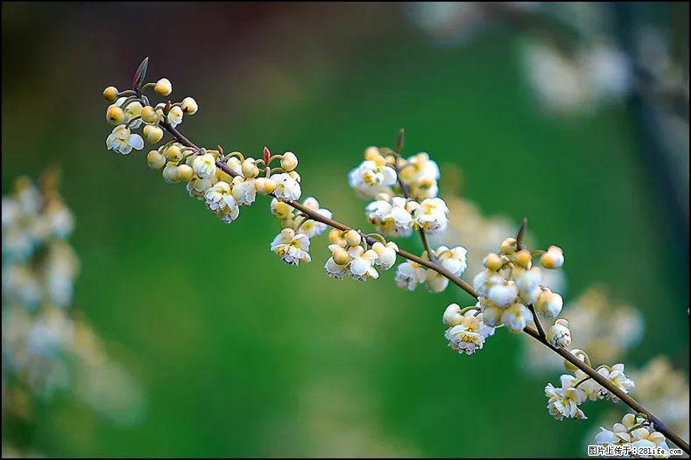 【春天,广西桂林灌阳县向您发出邀请!】米珠山前有片山苍子花在飘香 - 游山玩水 - 宿迁生活社区 - 宿迁28生活网 suqian.28life.com