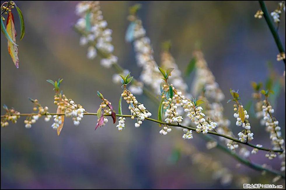 【春天,广西桂林灌阳县向您发出邀请!】米珠山前有片山苍子花在飘香 - 游山玩水 - 宿迁生活社区 - 宿迁28生活网 suqian.28life.com