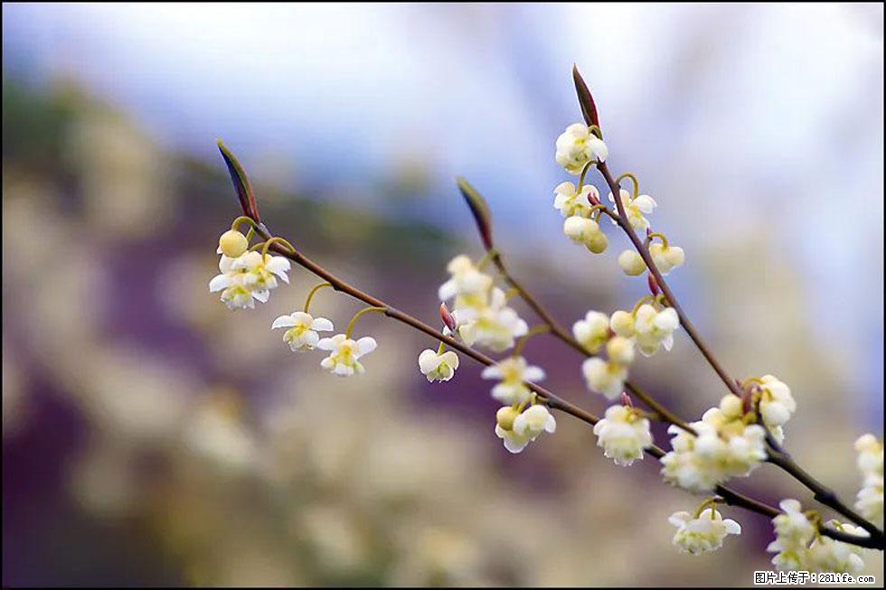 【春天,广西桂林灌阳县向您发出邀请!】米珠山前有片山苍子花在飘香 - 游山玩水 - 宿迁生活社区 - 宿迁28生活网 suqian.28life.com