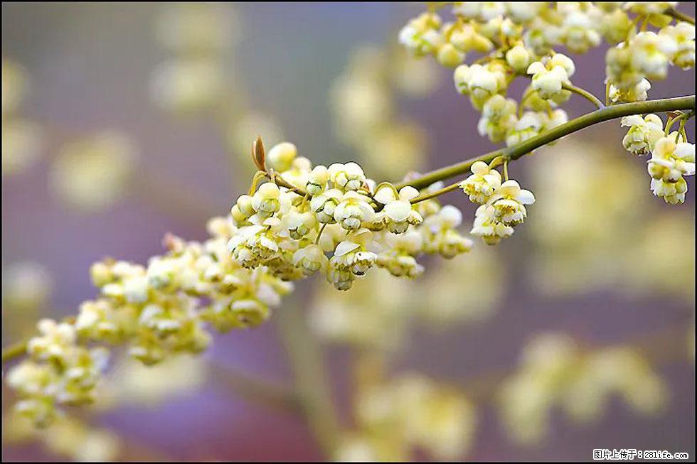【春天,广西桂林灌阳县向您发出邀请!】米珠山前有片山苍子花在飘香 - 游山玩水 - 宿迁生活社区 - 宿迁28生活网 suqian.28life.com
