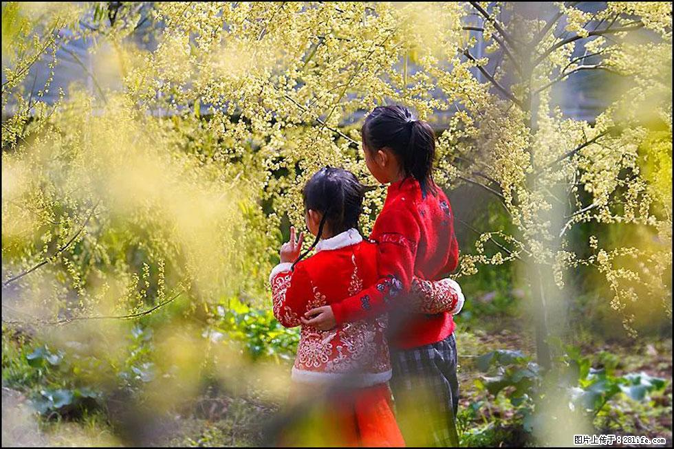 【春天,广西桂林灌阳县向您发出邀请!】米珠山前有片山苍子花在飘香 - 游山玩水 - 宿迁生活社区 - 宿迁28生活网 suqian.28life.com