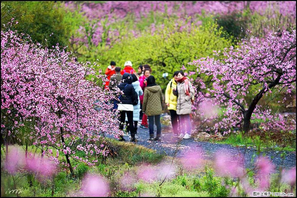【春天,广西桂林灌阳县向您发出邀请!】官庄村有个醉美的桃花园 - 游山玩水 - 宿迁生活社区 - 宿迁28生活网 suqian.28life.com