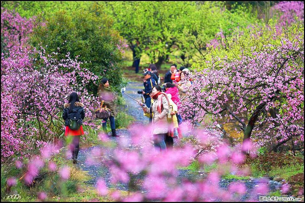 【春天,广西桂林灌阳县向您发出邀请!】官庄村有个醉美的桃花园 - 游山玩水 - 宿迁生活社区 - 宿迁28生活网 suqian.28life.com