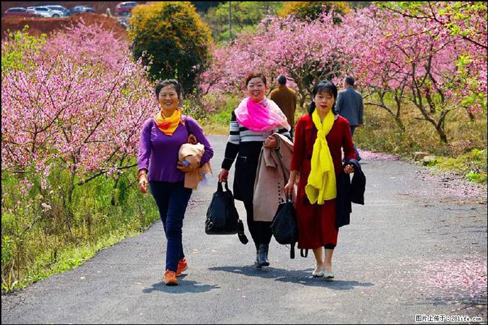 【春天,广西桂林灌阳县向您发出邀请!】官庄村有个醉美的桃花园 - 游山玩水 - 宿迁生活社区 - 宿迁28生活网 suqian.28life.com