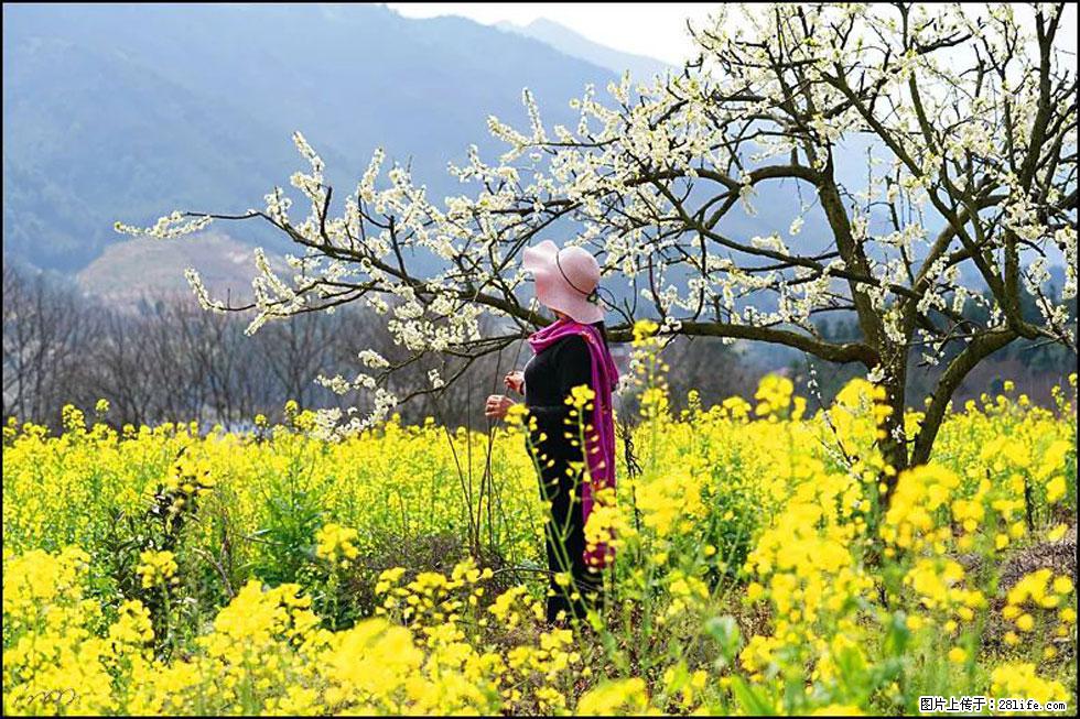 【春天，广西桂林灌阳县向您发出邀请！】长坪村油菜盛情花开 - 游山玩水 - 宿迁生活社区 - 宿迁28生活网 suqian.28life.com