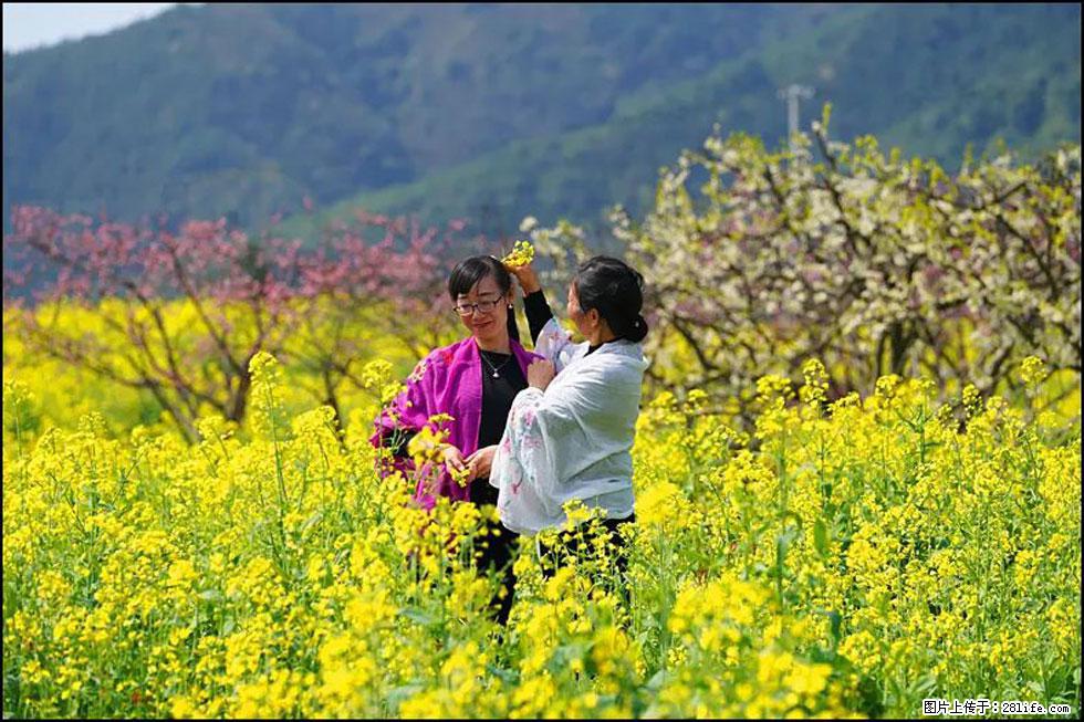 【春天，广西桂林灌阳县向您发出邀请！】长坪村油菜盛情花开 - 游山玩水 - 宿迁生活社区 - 宿迁28生活网 suqian.28life.com