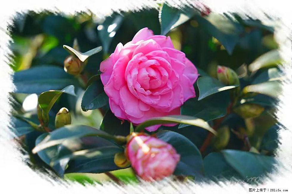 【春天,广西桂林灌阳县向您发出邀请!】杨柳井茶花惹人爱 - 游山玩水 - 宿迁生活社区 - 宿迁28生活网 suqian.28life.com