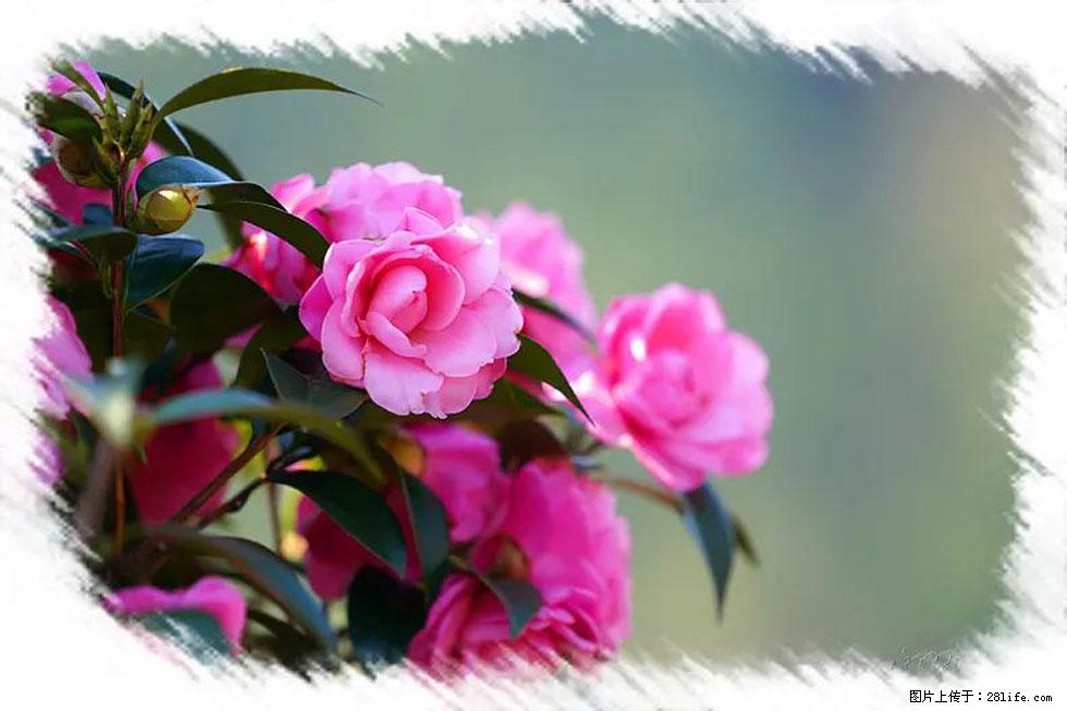 【春天,广西桂林灌阳县向您发出邀请!】杨柳井茶花惹人爱 - 游山玩水 - 宿迁生活社区 - 宿迁28生活网 suqian.28life.com