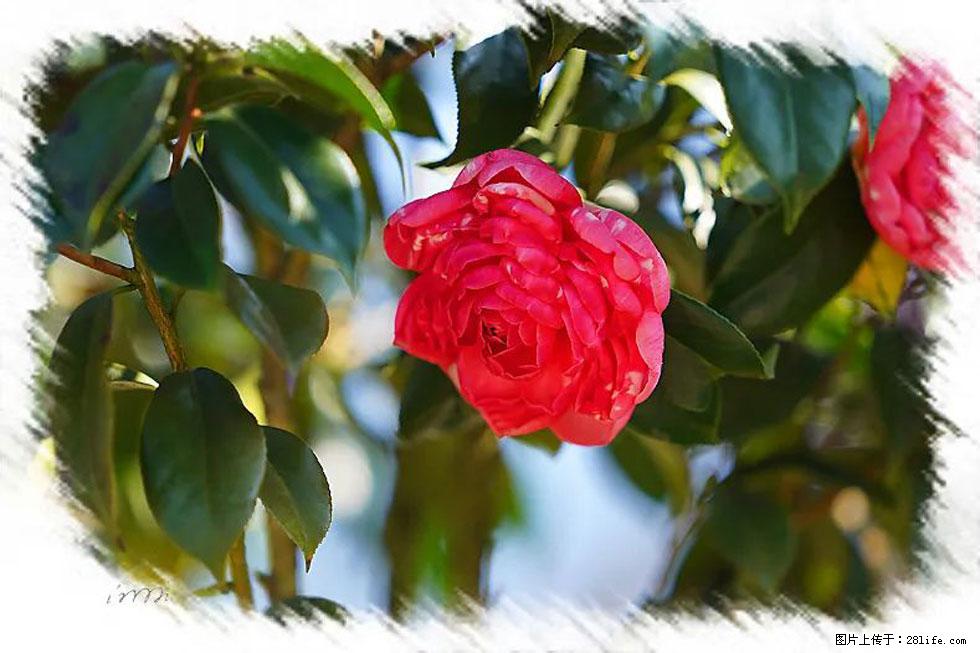 【春天,广西桂林灌阳县向您发出邀请!】杨柳井茶花惹人爱 - 游山玩水 - 宿迁生活社区 - 宿迁28生活网 suqian.28life.com