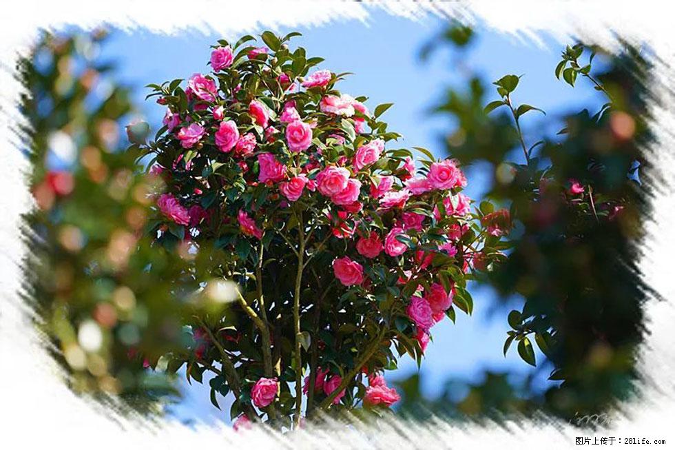 【春天,广西桂林灌阳县向您发出邀请!】杨柳井茶花惹人爱 - 游山玩水 - 宿迁生活社区 - 宿迁28生活网 suqian.28life.com