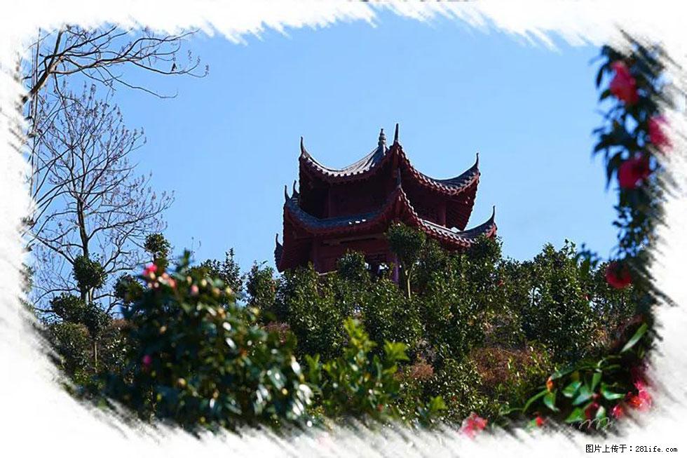 【春天,广西桂林灌阳县向您发出邀请!】杨柳井茶花惹人爱 - 游山玩水 - 宿迁生活社区 - 宿迁28生活网 suqian.28life.com