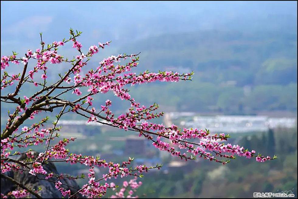 【春天,广西桂林灌阳县向您发出邀请!】望月岭上桃花开 - 游山玩水 - 宿迁生活社区 - 宿迁28生活网 suqian.28life.com