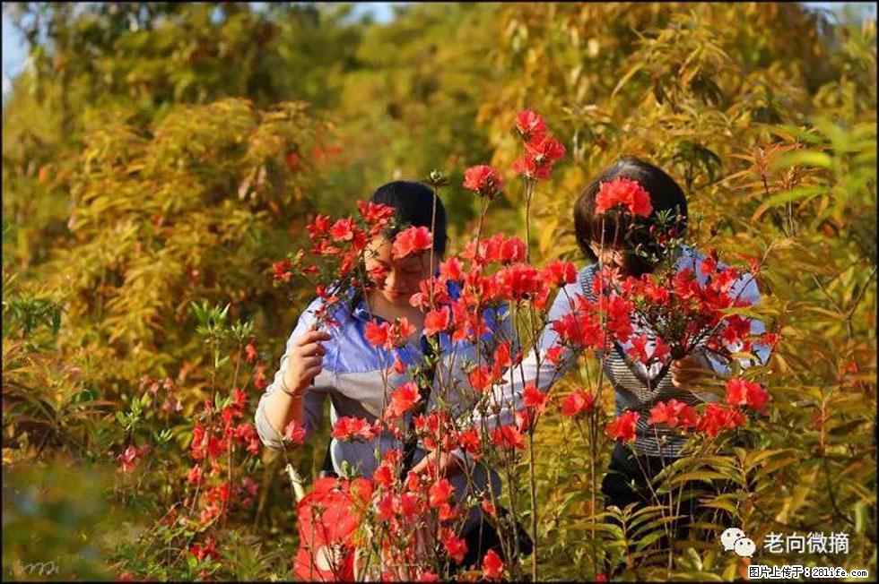 【春天，广西桂林灌阳县向您发出邀请！】登麒麟山，相约映山红 - 游山玩水 - 宿迁生活社区 - 宿迁28生活网 suqian.28life.com