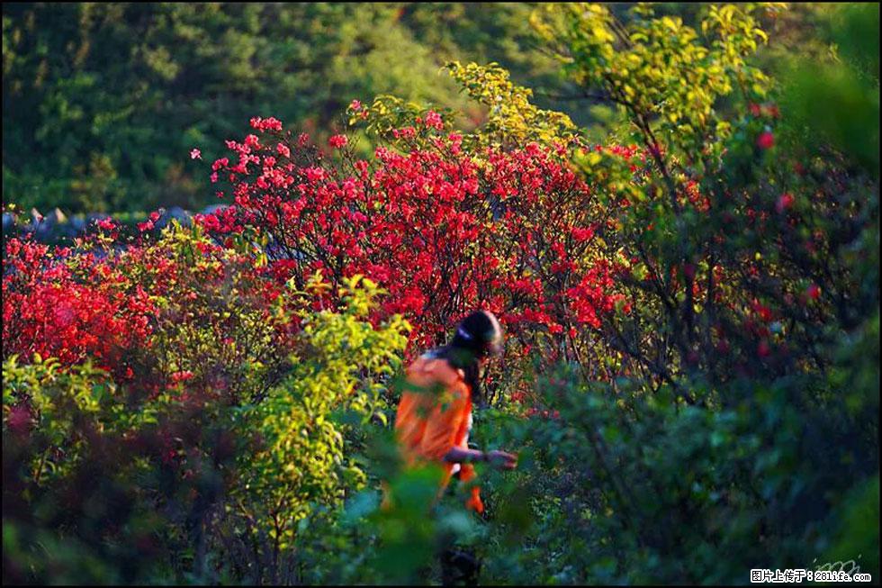 【春天，广西桂林灌阳县向您发出邀请！】春木界上映山红 - 游山玩水 - 宿迁生活社区 - 宿迁28生活网 suqian.28life.com