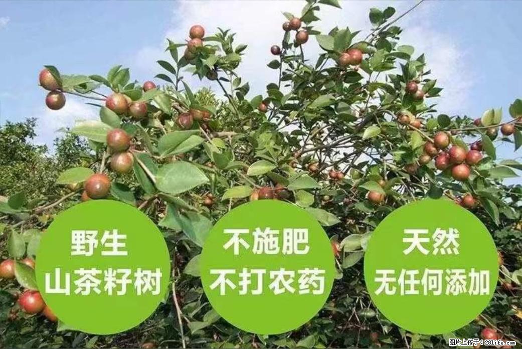 【灌阳县油茶产业示范区】一个有着充实的精神生活的人,对待身外之物自会有一种淡泊的态度 - 美食天地 - 宿迁生活社区 - 宿迁28生活网 suqian.28life.com