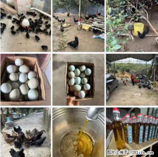 油茶园从小鸡仔开始养起的纯土鸡、土鸡蛋可以预定啦!还有前几天刚榨的纯山茶油哦 - 宿迁28生活网 suqian.28life.com