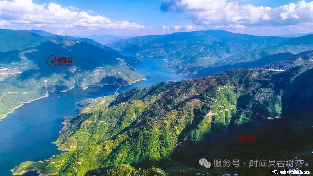 时间果百年古树龙珠普洱生茶 - 购物交流 - 宿迁生活社区 - 宿迁28生活网 suqian.28life.com