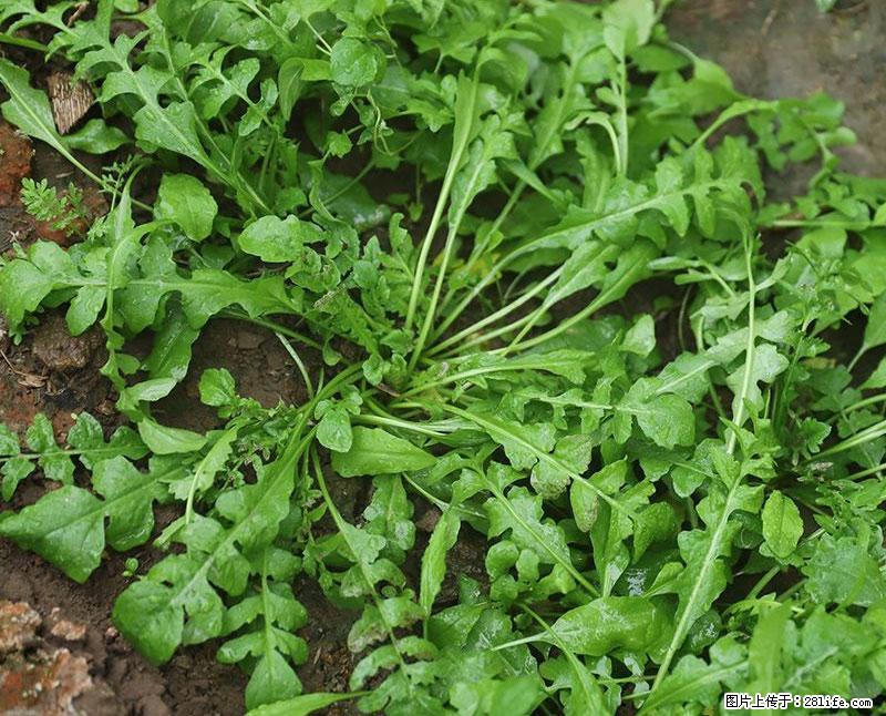 这些蔬菜是“天然钙片”，这6种被医生重点推荐 - 宿迁生活资讯 - 宿迁28生活网 suqian.28life.com