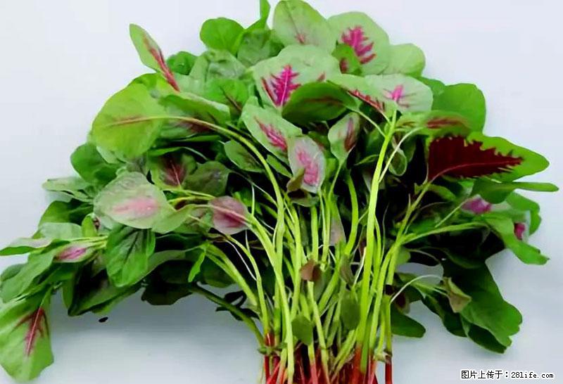 这些蔬菜是“天然钙片”，这6种被医生重点推荐 - 宿迁生活资讯 - 宿迁28生活网 suqian.28life.com